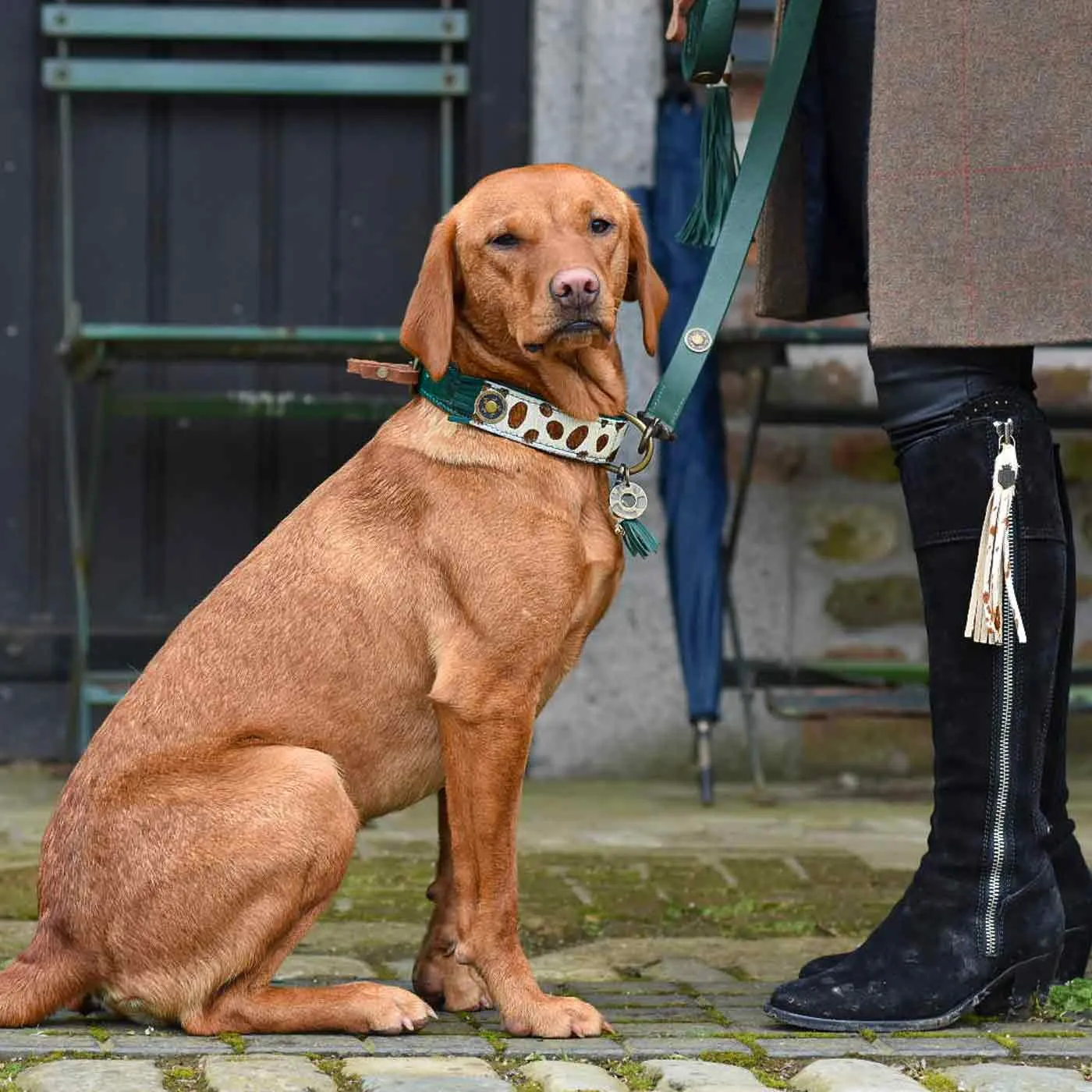 Ivy Dog Collar by DWAM