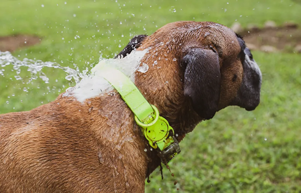 Neopro Weatherproof Lime Collar