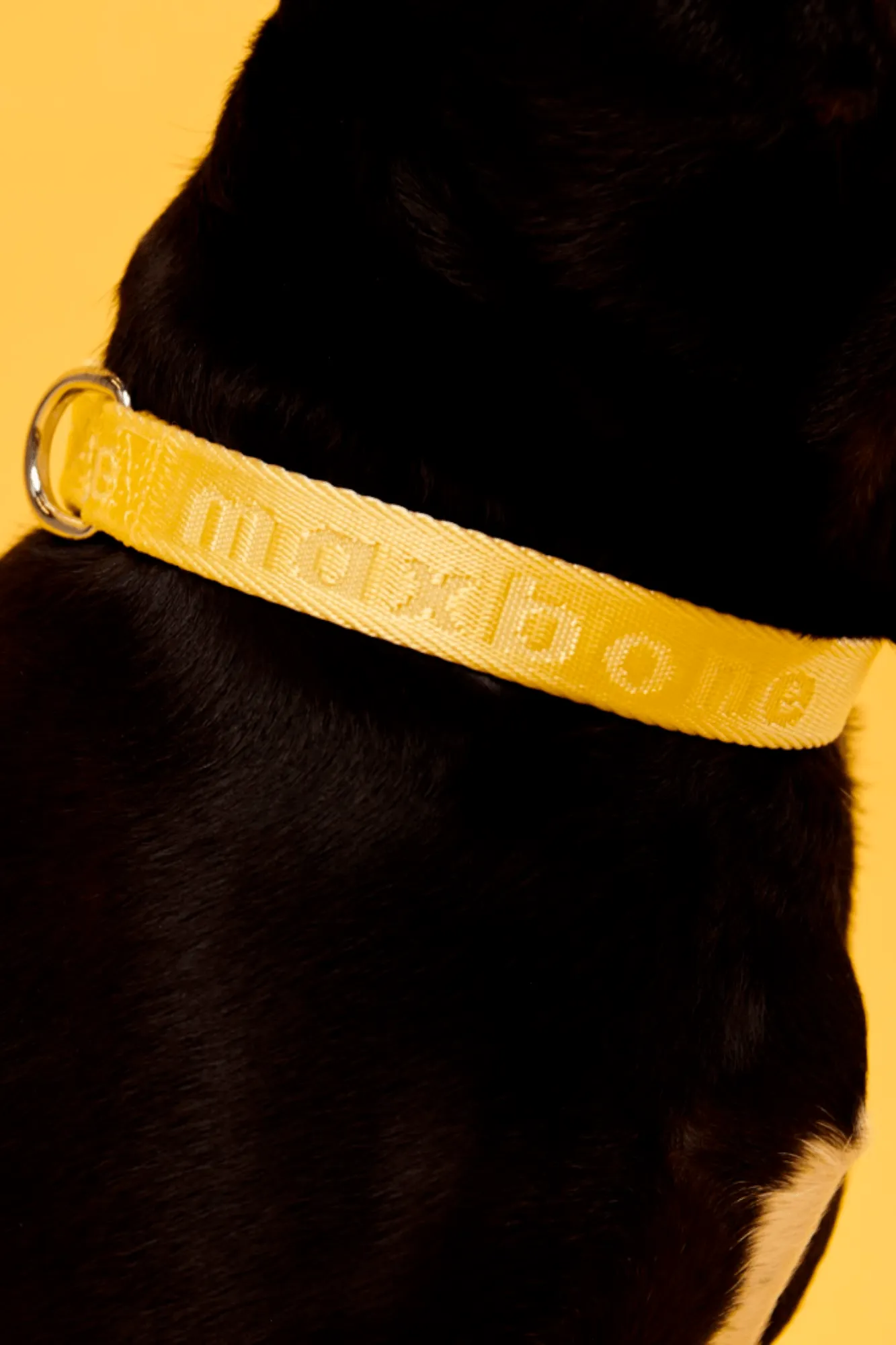 Signature Collar